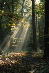 A peaceful forest with sunlight streaming through the trees, illustrating the peace of mind and financial security offered by term life insurance coverage