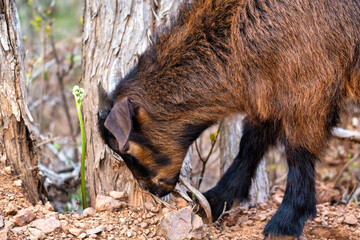 Adorable goat grazing in the nature in northern Albania
