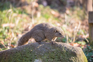 岩の上に佇むタイワンリス