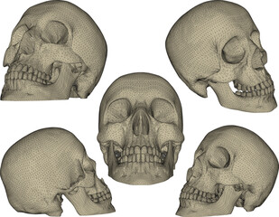 illustration sketch design vector image of a human head skull for the practice of black magic - Powered by Adobe