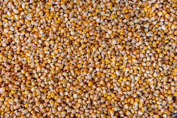 Raw corn seeds pattern - 779035220