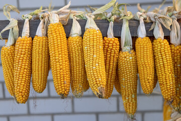 Raw corn cobs - 779035273