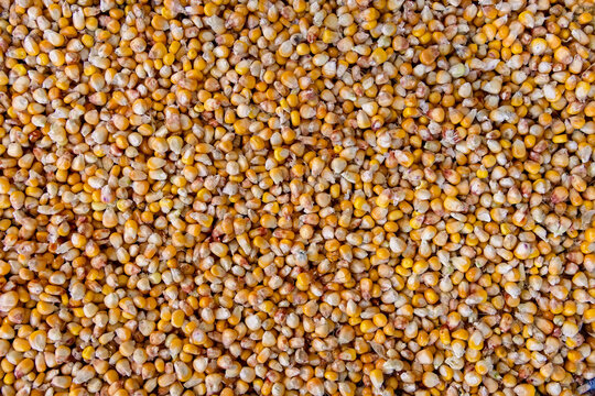 Raw corn seeds pattern