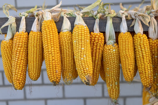 Raw corn cobs