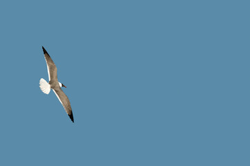 A seagull soaring in a cloudless blue sky. Concepts of freedom, independence, individualism,...