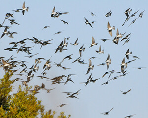 Migratory tree swallows, Tachycineta bicolor, in flight. The swoop of teal and white birds are swift and agile.