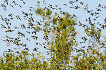 A herd or flock of migratory tree swallows, Tachycineta bicolor, swarm near the coast in Florida in winter. The teal and white birds fly swiftly above the trees.