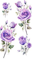 Violet roses watercolor clipart on white background, defined edges floral flower pattern background with copy space for design text or photo backdrop minimalistic