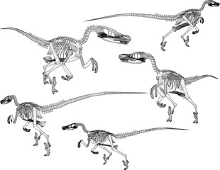 vector design sketch illustration of carnivorous velociraptor dinosaur skull skeleton