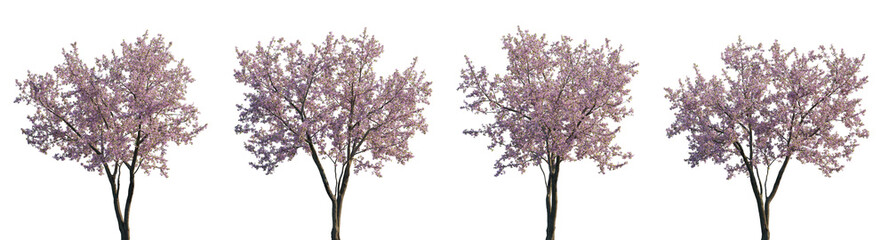 Cherry trees sakura pink blossoming frontal set street summer trees medium and small isolated png on a transparent background perfectly cutout (Prunus cerasus, Prunus avium) - obrazy, fototapety, plakaty