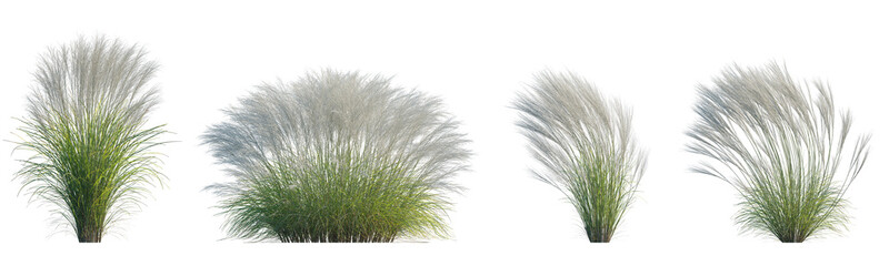 Nassella tenuissima (Argentine Needle-Grass, Fineleaved Nassella, Finestem Needlegrass, Mexican Feather grass, Stipa) single set isolated frontal png perfectly cutout high resolution
