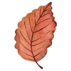 Autumn leaf. cartoon, hand drawing. Watercolor illustration