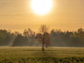 A single tree standing in the middle of a meadow on an April morning, the beginning of a warm April...