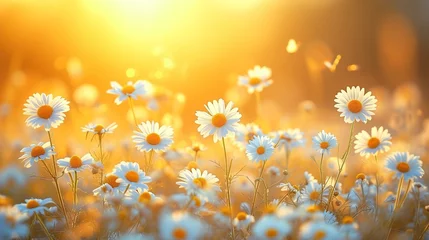 Poster Sunlit Daisy in the Gold beauty of a field with fluttering butterflies landscape © S-Rika