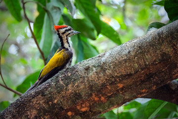 common flameback