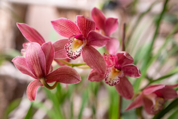 Pink Cymbidium Boat Orchid. Warm pink orchid flowers on green leaves background - 779047896