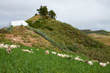 Ovejas pastando en el barrio de Caideros en el municipio de Gáldar en la isla de Gran Canaria,...