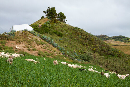 Ovejas pastando en el barrio de Caideros en el municipio de Gáldar en la isla de Gran Canaria, España
