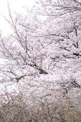 桜全体