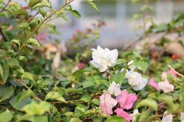 Plants in Saigon on March 4, 2024