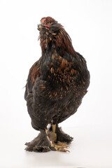 Chicken with black and red feathers looking forward on a white backdrop.