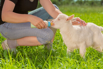 A white kid goat is being bottle-fed by a person in a grassy field.