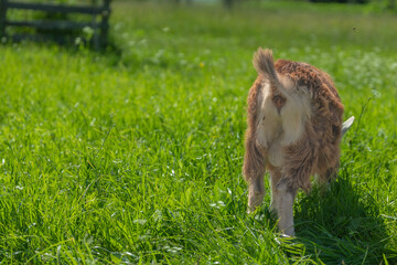 Back view of a brown and white goat walking in the field.