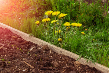 yellow dandelion growing on the border of a garden bed and a path on a bright sunny day