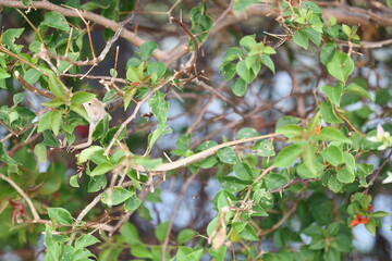 Lizard in a bush in Saigon, Vietnam on March 4, 2024