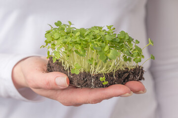 A handful of green microgreens with soil - obrazy, fototapety, plakaty