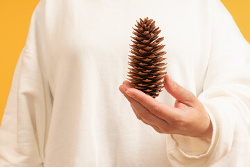 A single pine cone held in a hand