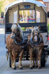 Deux chevaux de trait attachés à une calèche attendent sur un trottoir  - obrazy, fototapety, plakaty
