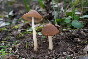 Psathyrella spadiceogrisea mushroom on the ground. Known as spring brittlestem. Brown wild mushrooms in deciduous forest.