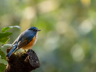 森の中で枯れ木に留まっているルリビタキの雄
