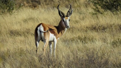 Springbok ram (Antidorcas marsupialis) Mountain Zebra National Park.