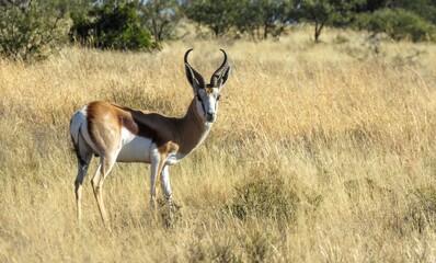 Springbok ram (Antidorcas marsupialis), Mountain Zebra National Park.