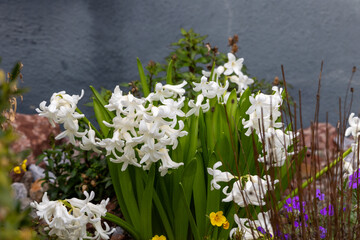 Hyacinthus orientalis white flowers in a meadow