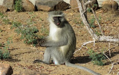 Cheeky vervet monkey pokes his tongue out.