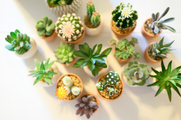 Fototapeta na wymiar tiny decorative cactus and succulent fake potted plants in a group