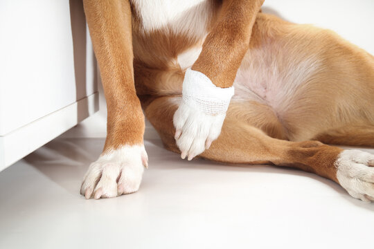 Dog not putting weight on front leg with bandage. Puppy dog holding paw up wrapped with gauze pad. Pet first aid concept, protecting broken dew claw or wound. Selective focus. White background.