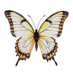 Watercolor painting of a butterfly. The butterfly has light yellow wings with dark brown markings. The body is black., humorous style