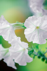 White petunia flowers, close-up, selective focus. Vertical photography.
