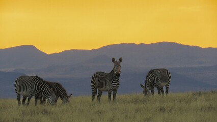 Cape mountain zebra grazing at dusk in the Mountain Zebra National Park.