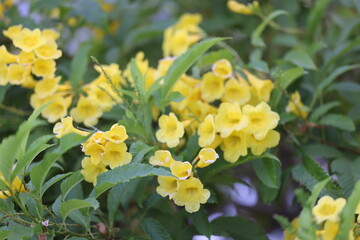 Bundles of flowers at park in Saigon, Vietnam on March 4, 2024