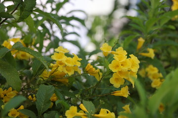 Bundles of flowers at park in Saigon, Vietnam on March 4, 2024