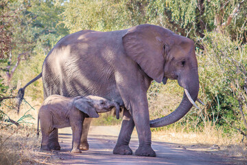 African bush elephant (Loxodonta africana) herd, Kruger National Park, South Africa