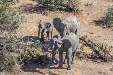 African bush elephant (Loxodonta africana) herd, Kruger National Park, South Africa