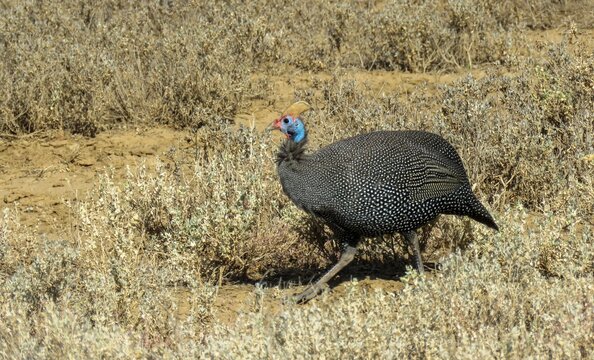 Helmeted guineafowl (Numida meleagris) crossing the veld in the Camdeboo National Park.