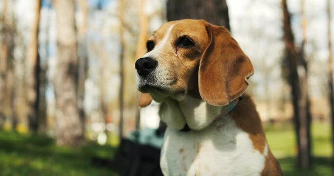 Portrait of a beagle dog chilling in the park. Adult beagle walk in spring nature