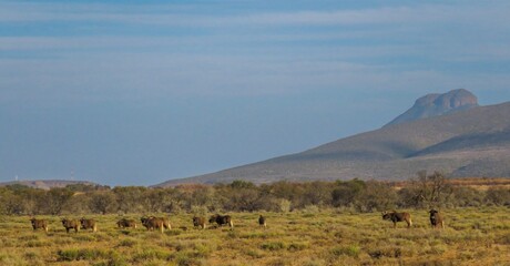 A herd of black wildebeest (Connochaetes gnou) grazing on on the bed of the Nqweba Dam, Camdeboo...